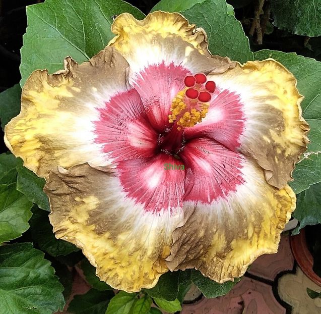  - Hibiscus Shiva