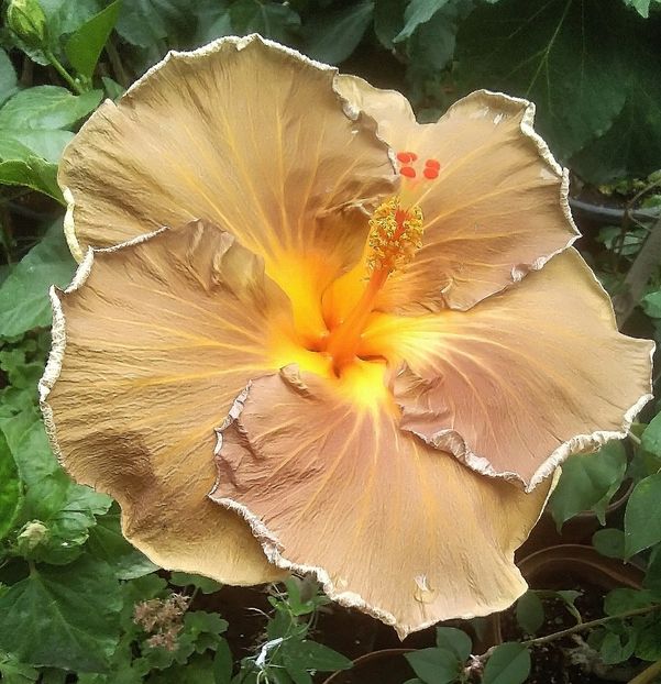  - Hibiscus Black Jack