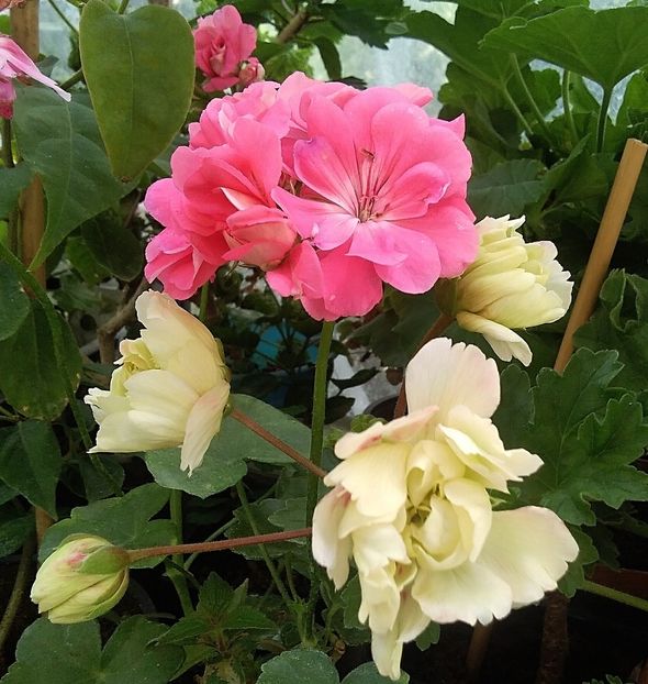 Zambezi si Annika - Muscate 2022