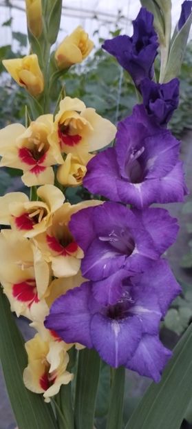  - Gladiole 2022