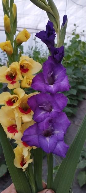  - Gladiole 2022