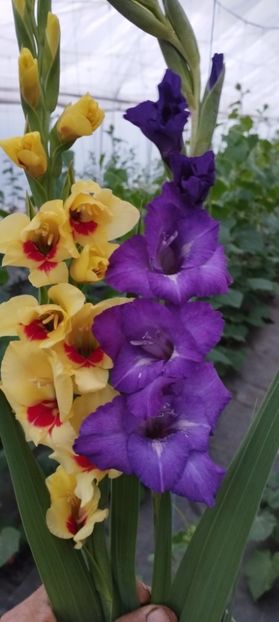  - Gladiole 2022