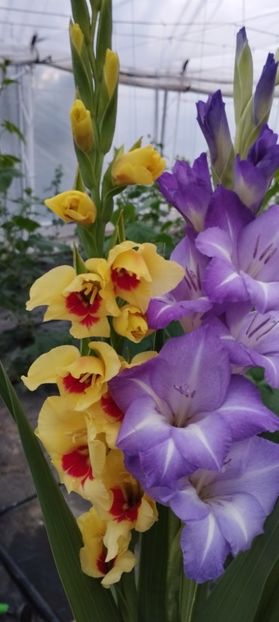  - Gladiole 2022