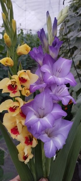  - Gladiole 2022