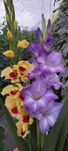  - Gladiole 2022