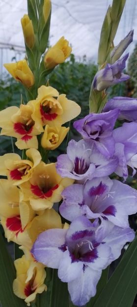  - Gladiole 2022