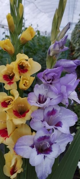  - Gladiole 2022