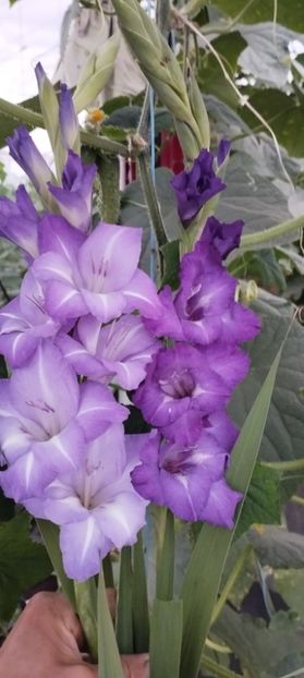  - Gladiole 2022