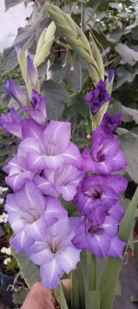  - Gladiole 2022
