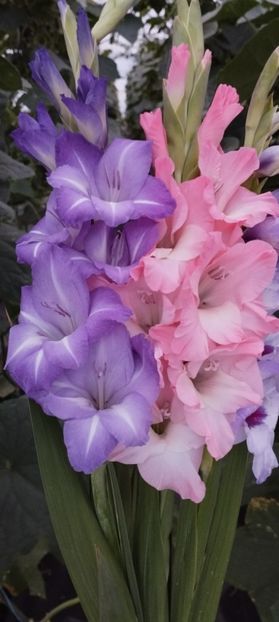  - Gladiole 2022