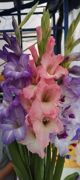  - Gladiole 2022