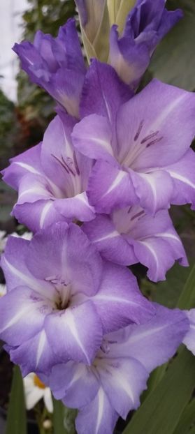  - Gladiole 2022