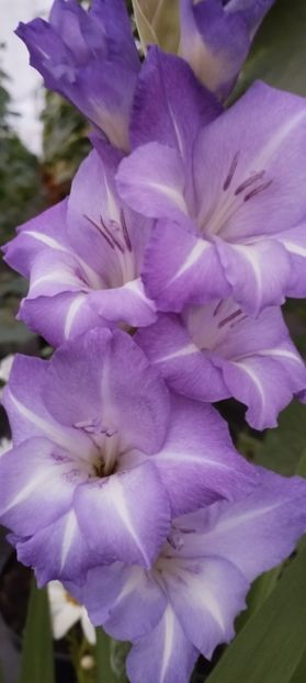  - Gladiole 2022