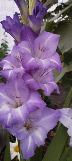  - Gladiole 2022
