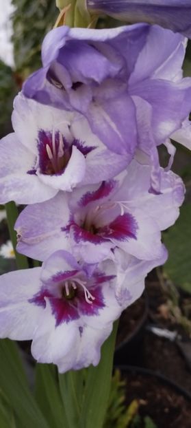  - Gladiole 2022