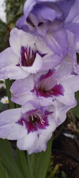  - Gladiole 2022
