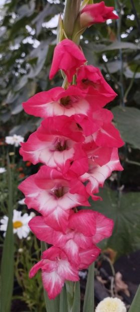  - Gladiole 2022