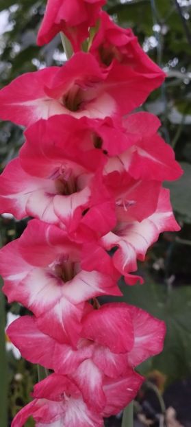  - Gladiole 2022