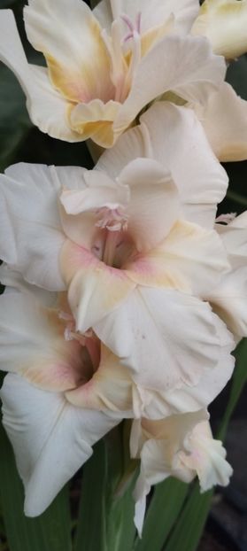  - Gladiole 2022