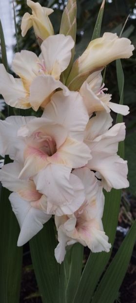  - Gladiole 2022