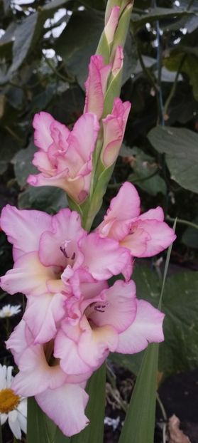  - Gladiole 2022