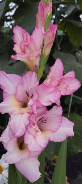  - Gladiole 2022