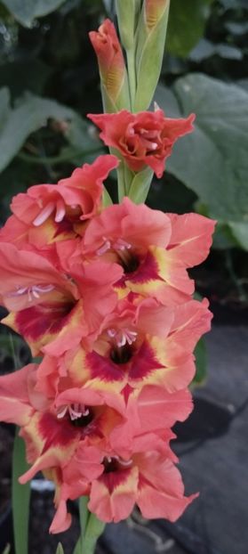  - Gladiole 2022