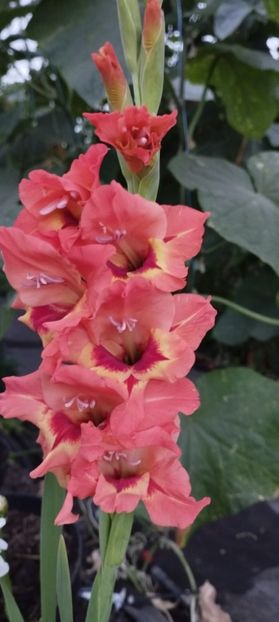  - Gladiole 2022