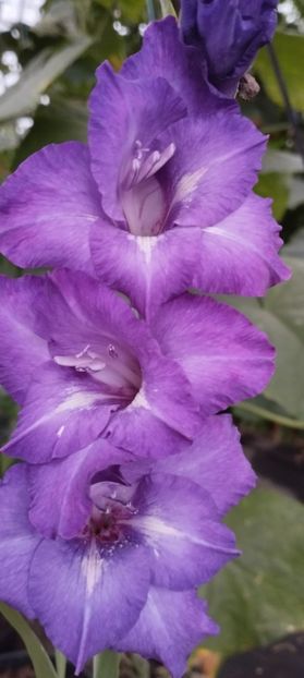  - Gladiole 2022