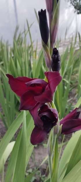  - Gladiole 2022