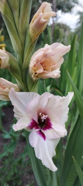  - Gladiole 2022