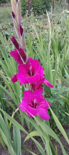  - Gladiole 2022