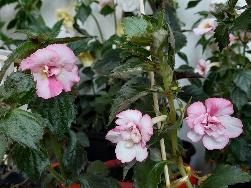  - AAA Achimenes 2022