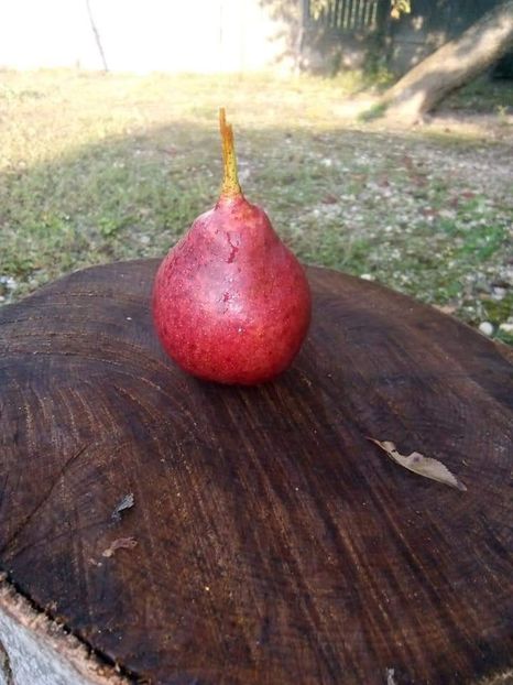 Poză net - Pară pulpă Roșie Mavrodin