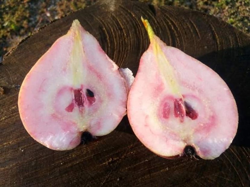 Poza net - Pară pulpă Roșie Mavrodin