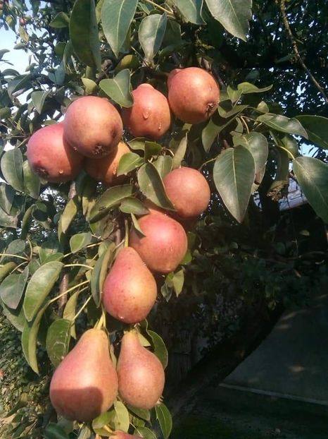 Poza net - Pară pulpă Roșie Mavrodin