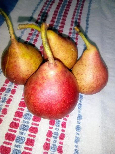 Poza net - Pară pulpă Roșie Mavrodin