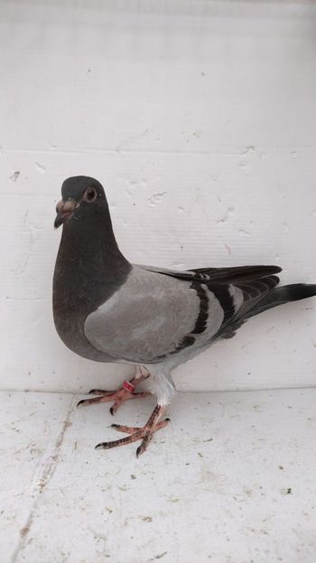 vandut - De vânzare voiajori pui 2022