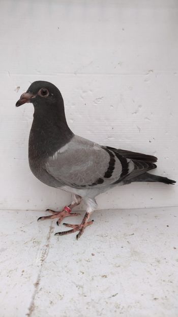 vandut - De vânzare voiajori pui 2022