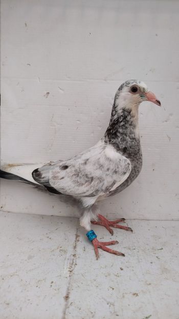  - De vânzare voiajori pui 2022