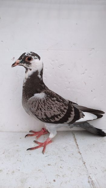 vandut - De vânzare voiajori pui 2022