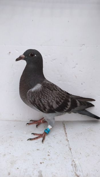 vandut - De vânzare voiajori pui 2022