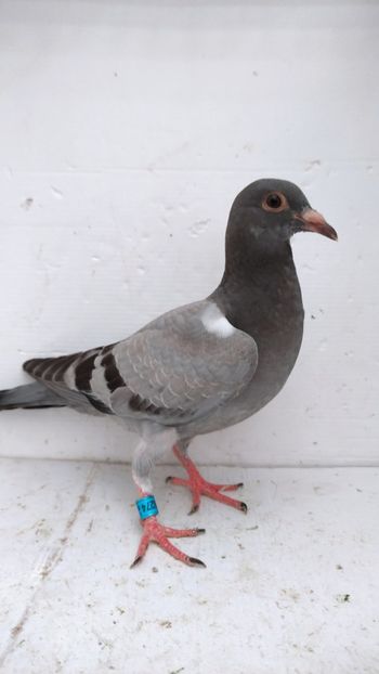  - De vânzare voiajori pui 2022