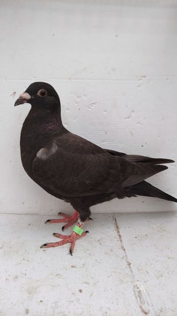  - De vânzare voiajori pui 2022