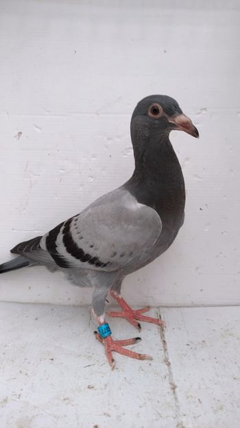  - De vânzare voiajori pui 2022