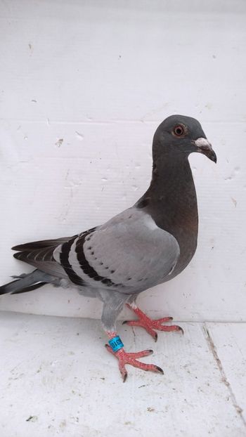  - De vânzare voiajori pui 2022