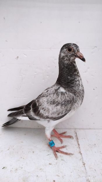  - De vânzare voiajori pui 2022