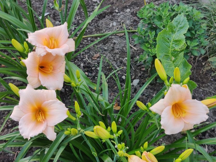 Mini pearl - Hemerocallis