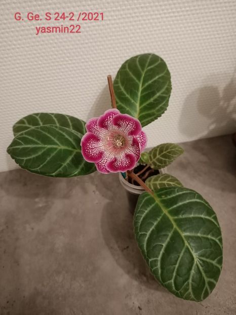 10.07.2022 - Gloxinia x din 2021 G Ge S24