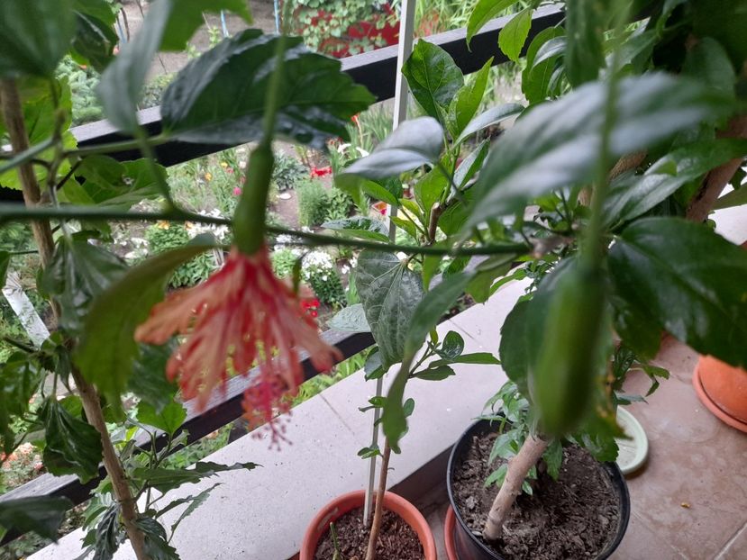  - Hibiscusi 2020 2022 2023